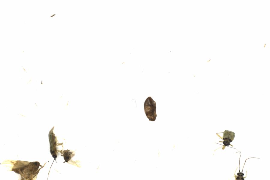 Fullscreen Image
