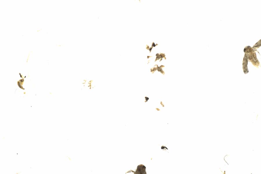 Fullscreen Image