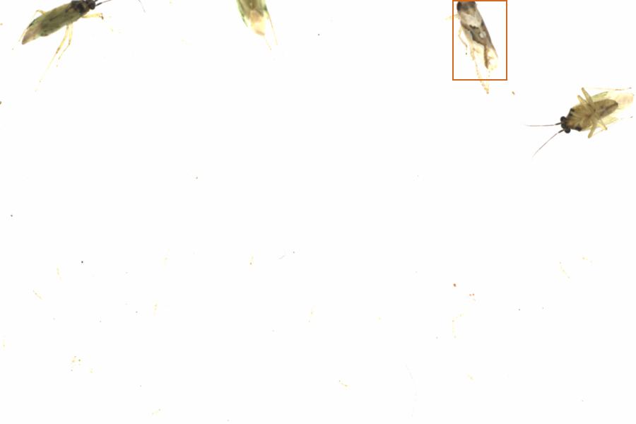 Fullscreen Image