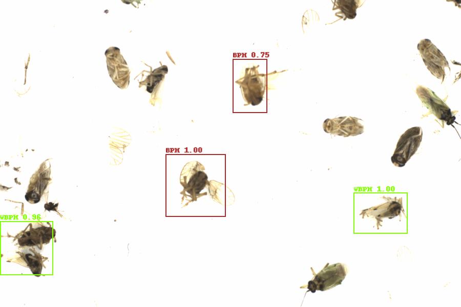 Fullscreen Image
