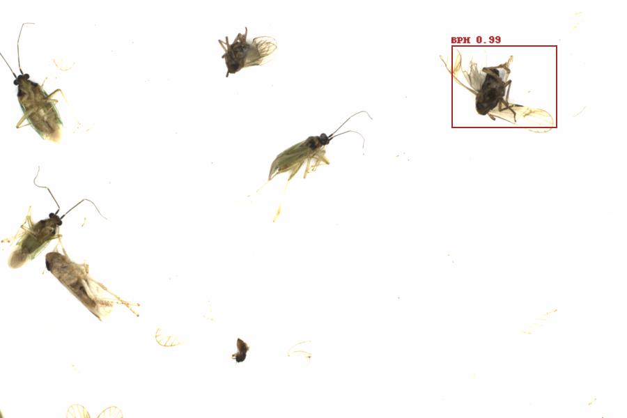 Fullscreen Image