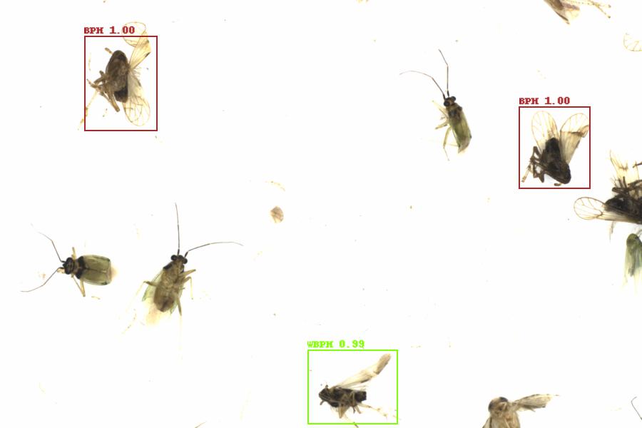 Fullscreen Image