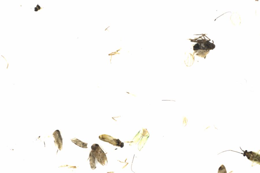 Fullscreen Image