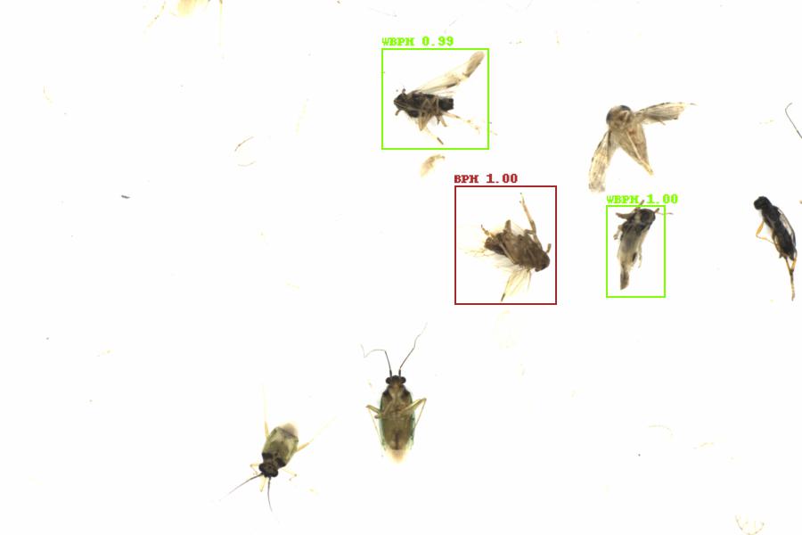 Fullscreen Image