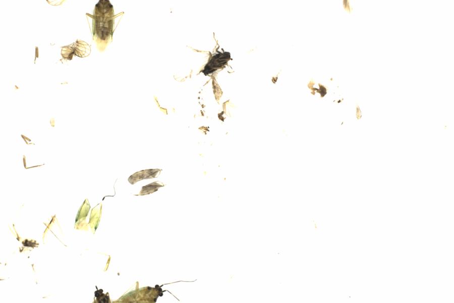 Fullscreen Image