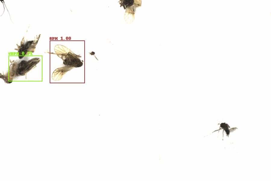 Fullscreen Image