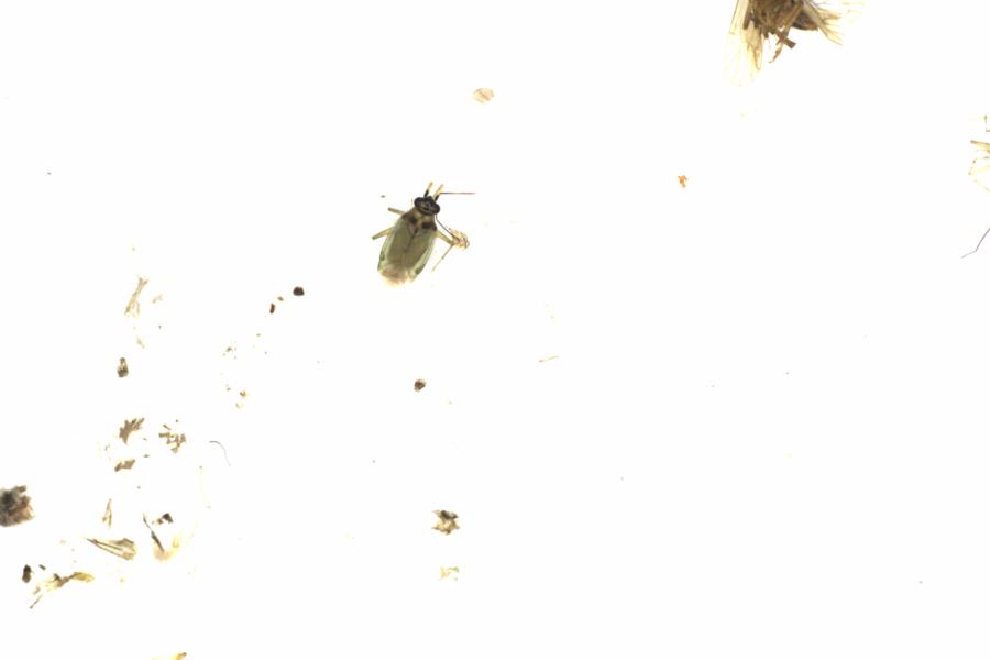 Fullscreen Image