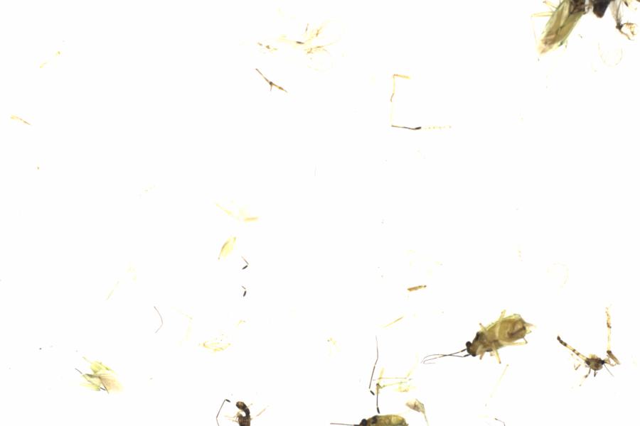 Fullscreen Image