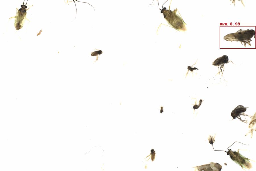 Fullscreen Image