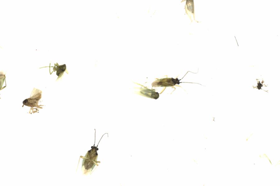 Fullscreen Image
