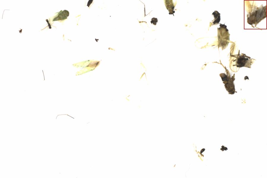 Fullscreen Image