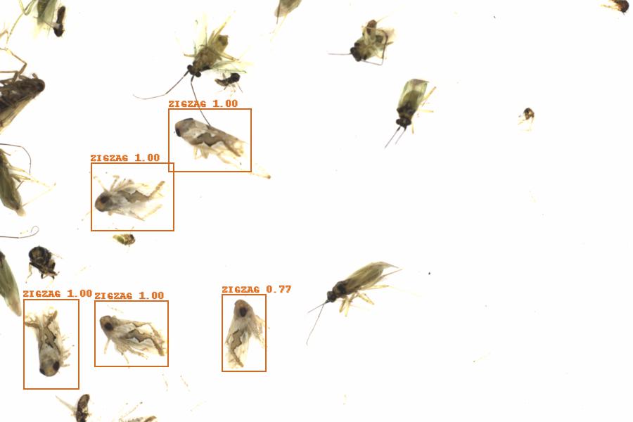 Fullscreen Image