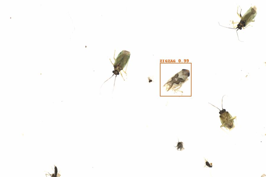 Fullscreen Image