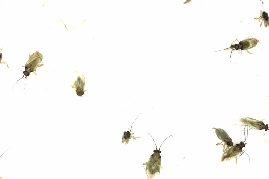 Fullscreen Image