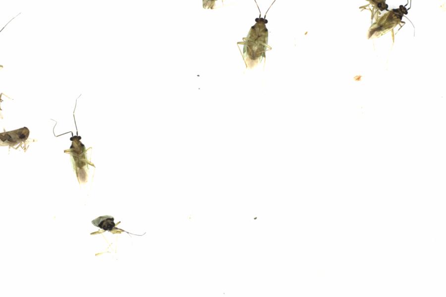 Fullscreen Image