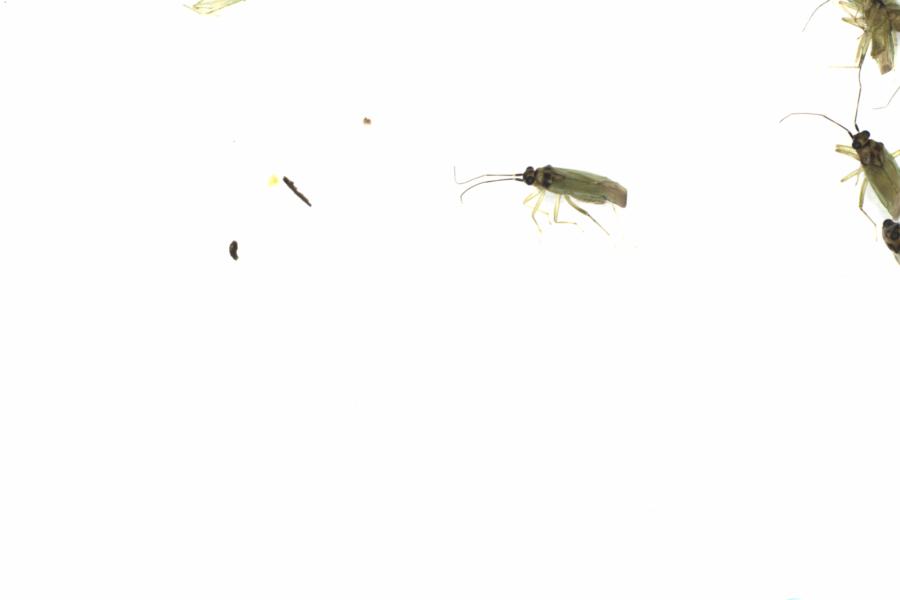 Fullscreen Image