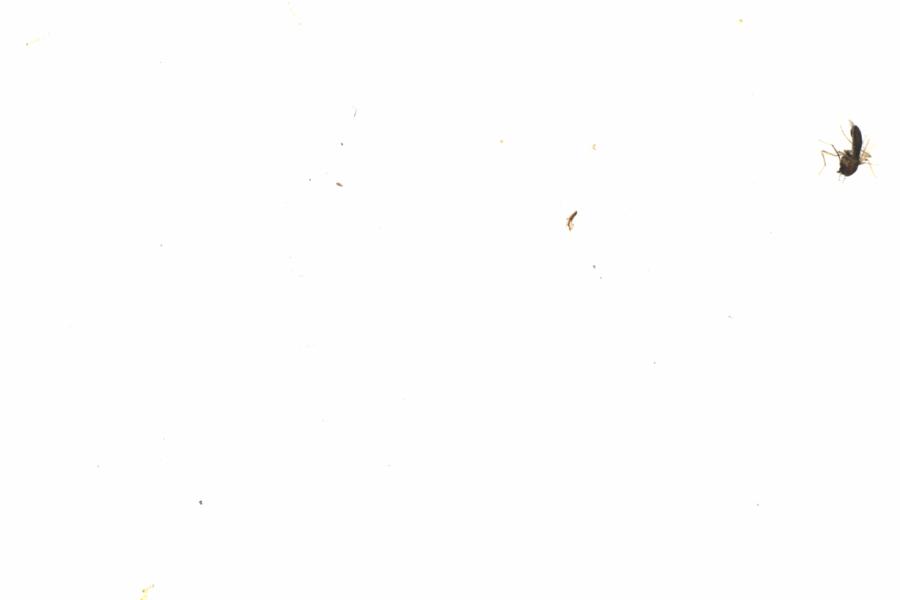 Fullscreen Image