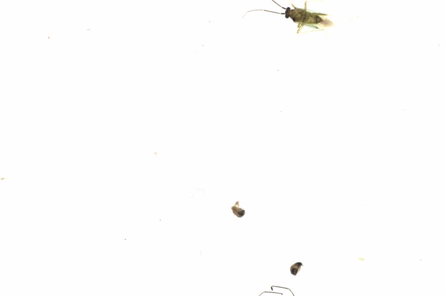 Fullscreen Image