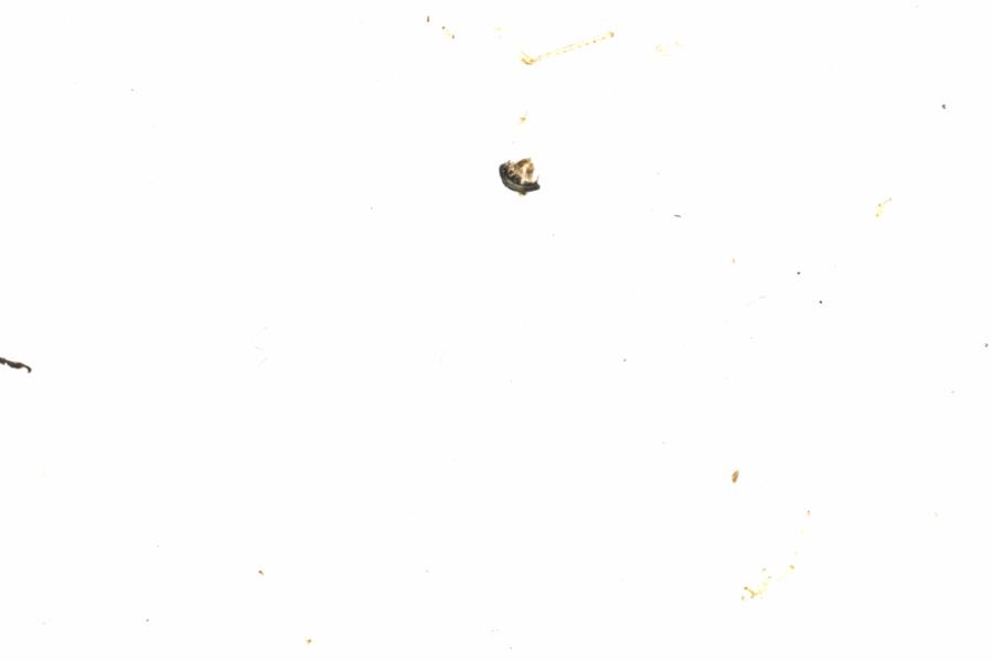 Fullscreen Image