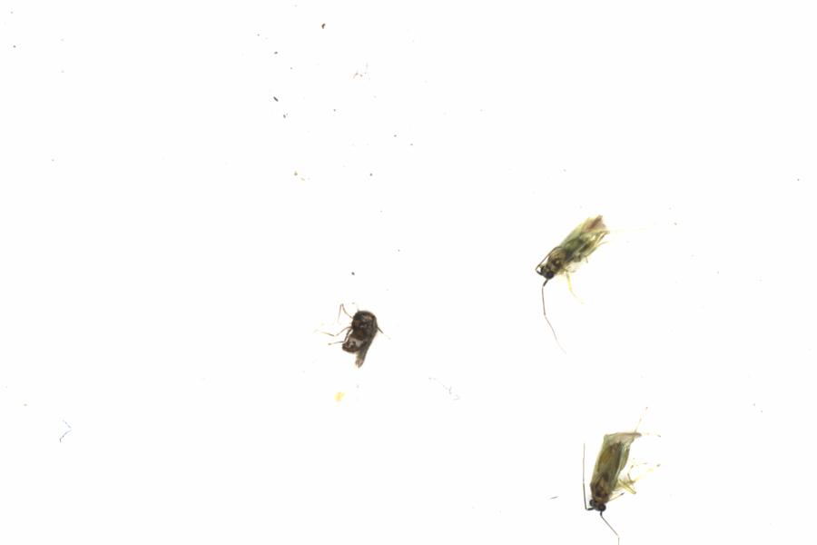 Fullscreen Image