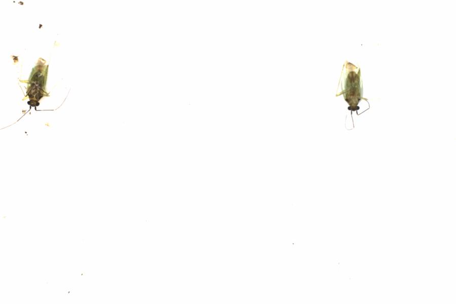 Fullscreen Image