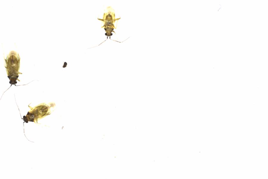 Fullscreen Image