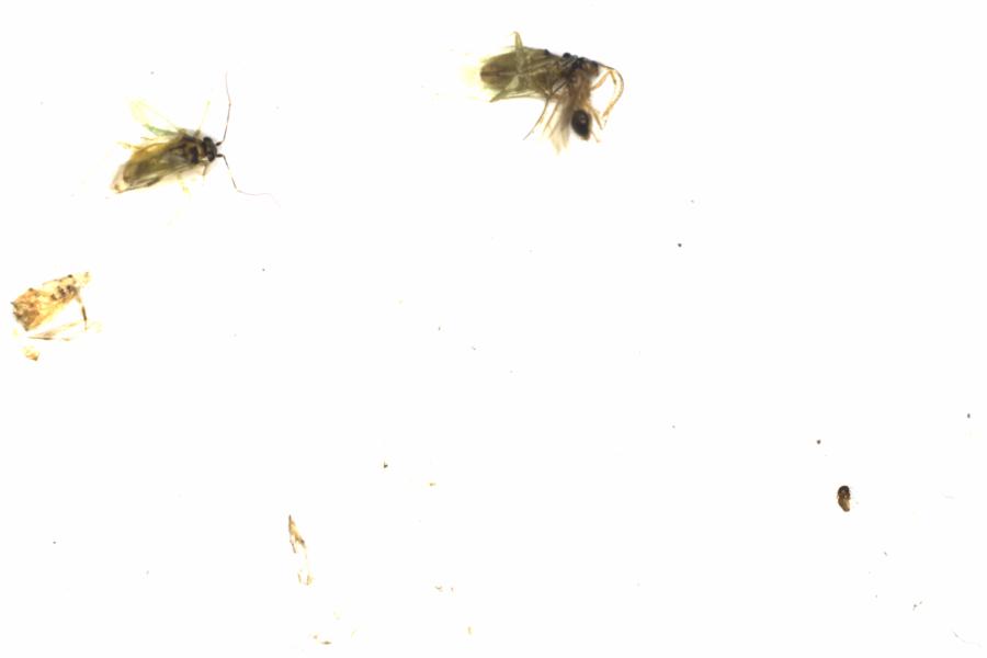 Fullscreen Image