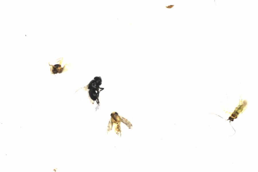 Fullscreen Image