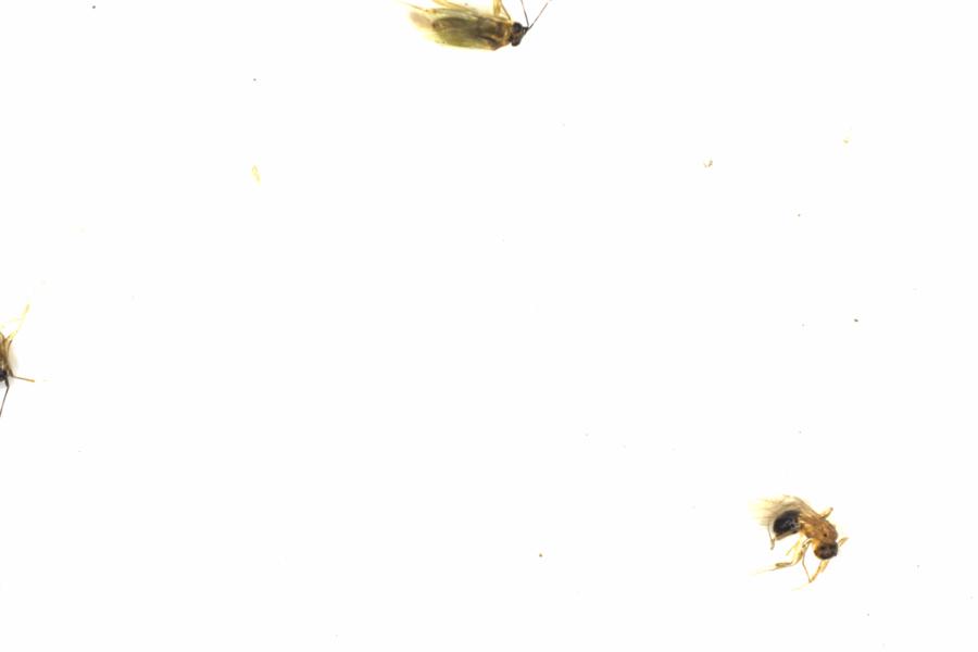 Fullscreen Image