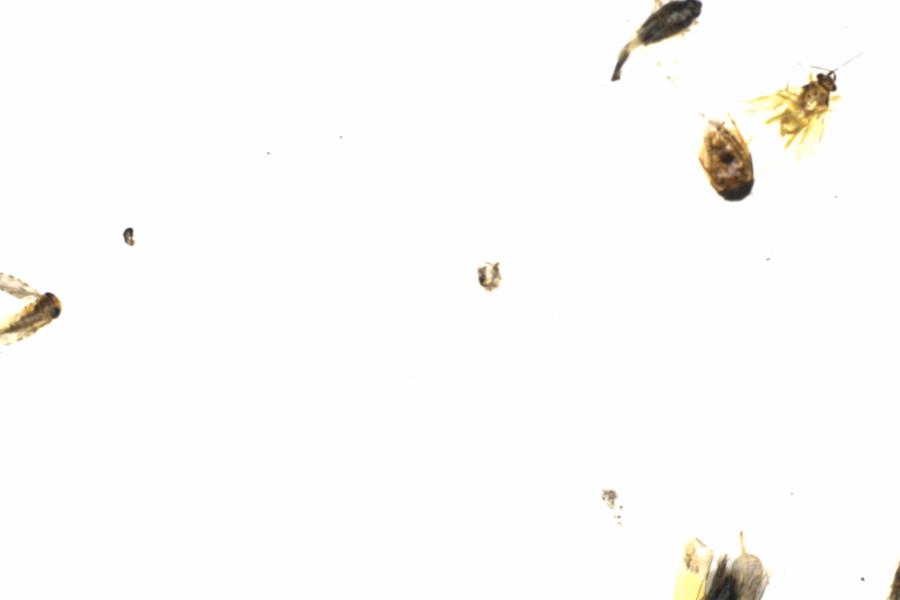 Fullscreen Image