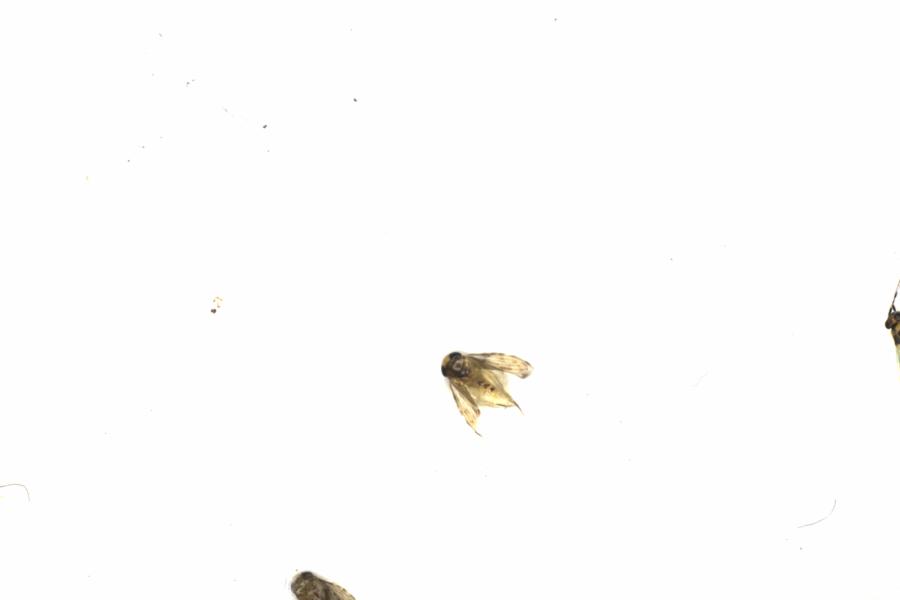 Fullscreen Image