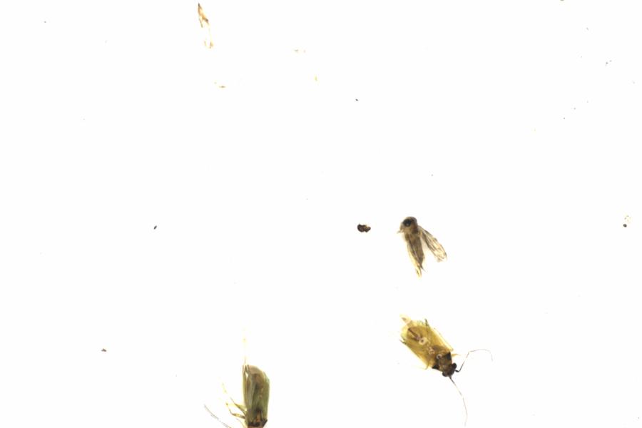 Fullscreen Image