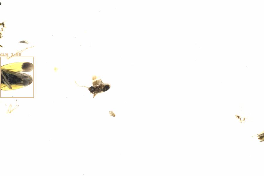 Fullscreen Image