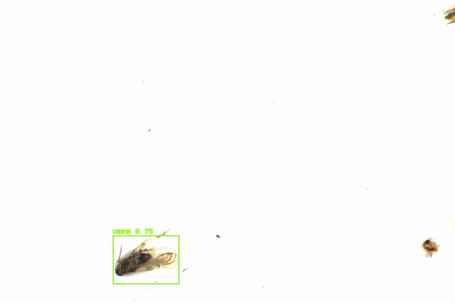 Fullscreen Image