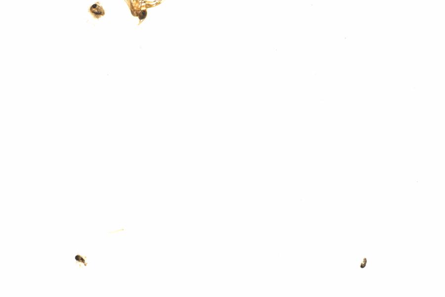 Fullscreen Image