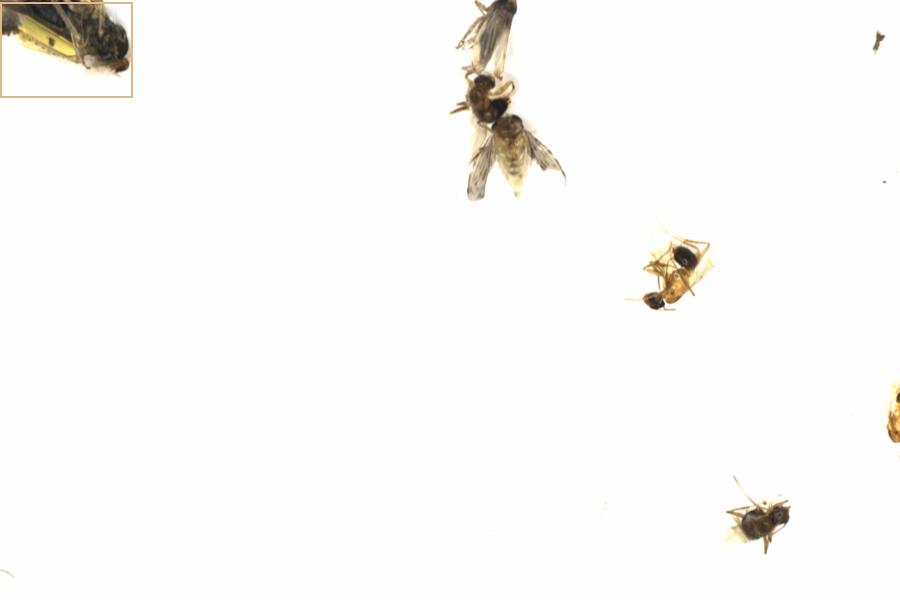 Fullscreen Image