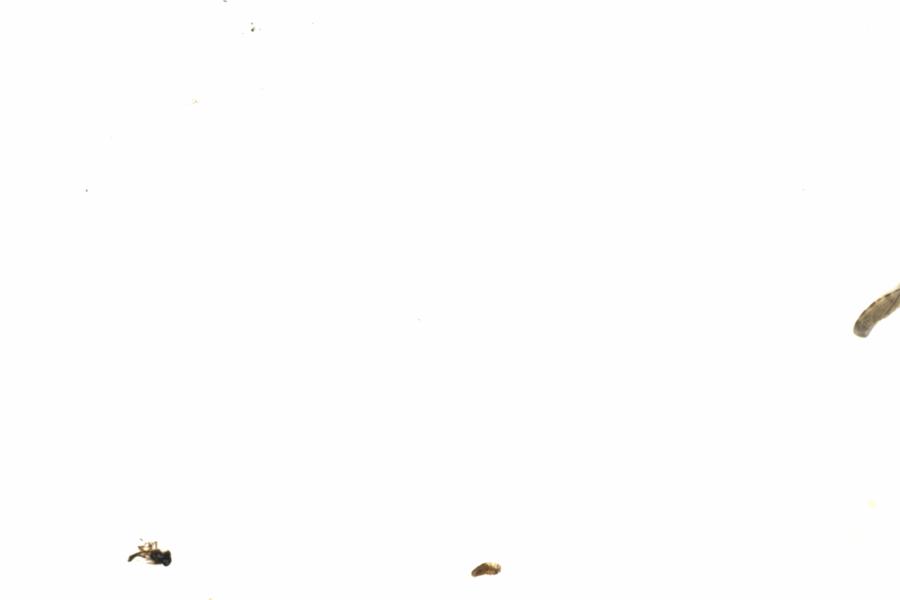 Fullscreen Image