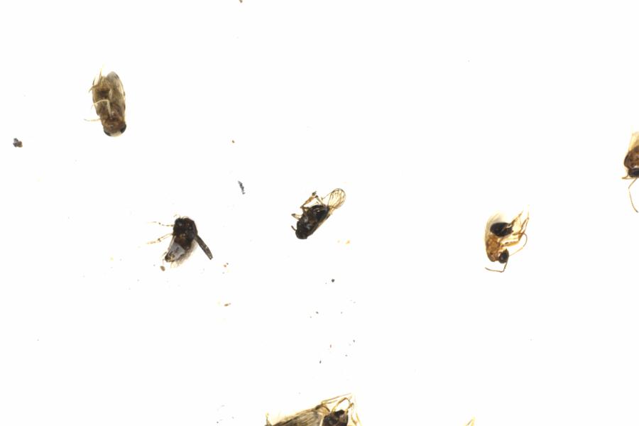 Fullscreen Image