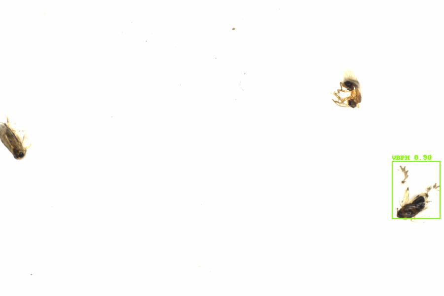 Fullscreen Image