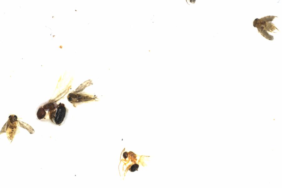 Fullscreen Image