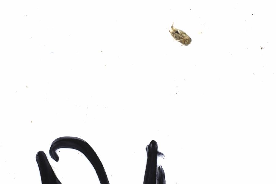 Fullscreen Image