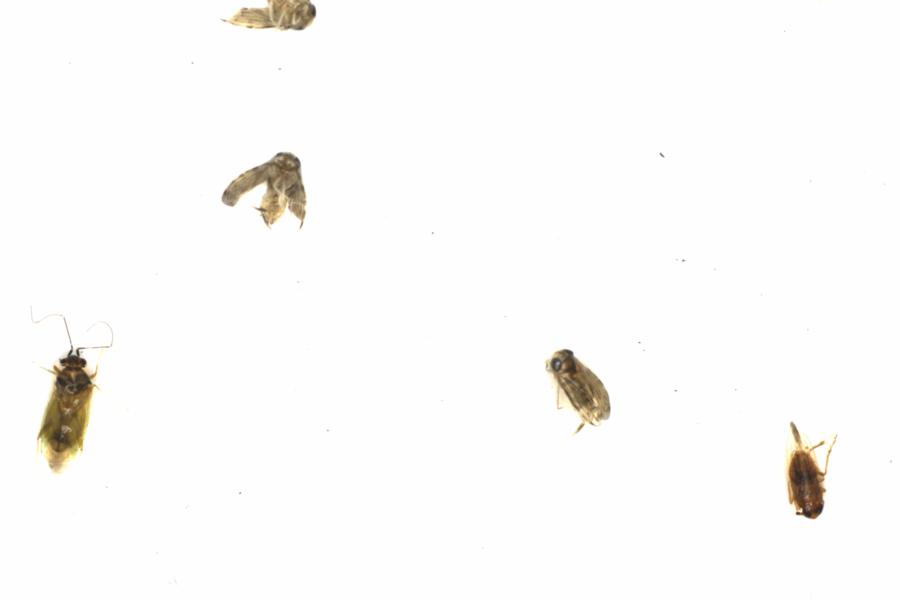 Fullscreen Image