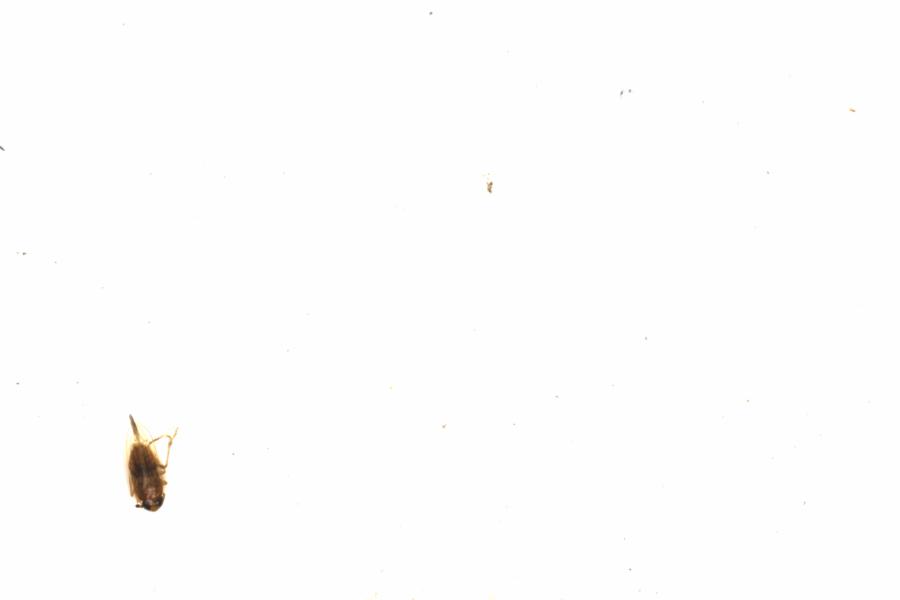 Fullscreen Image