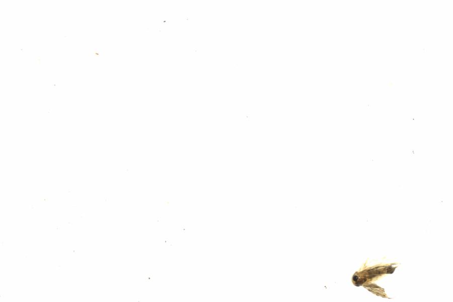 Fullscreen Image