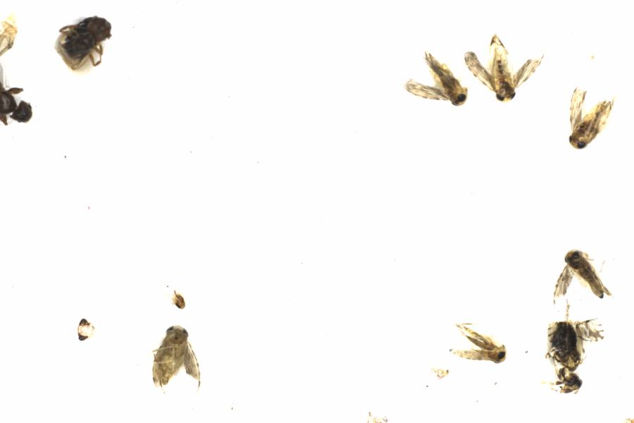 Fullscreen Image