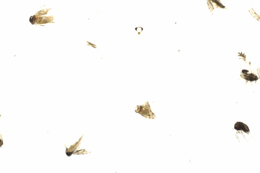 Fullscreen Image