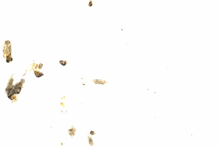 Fullscreen Image