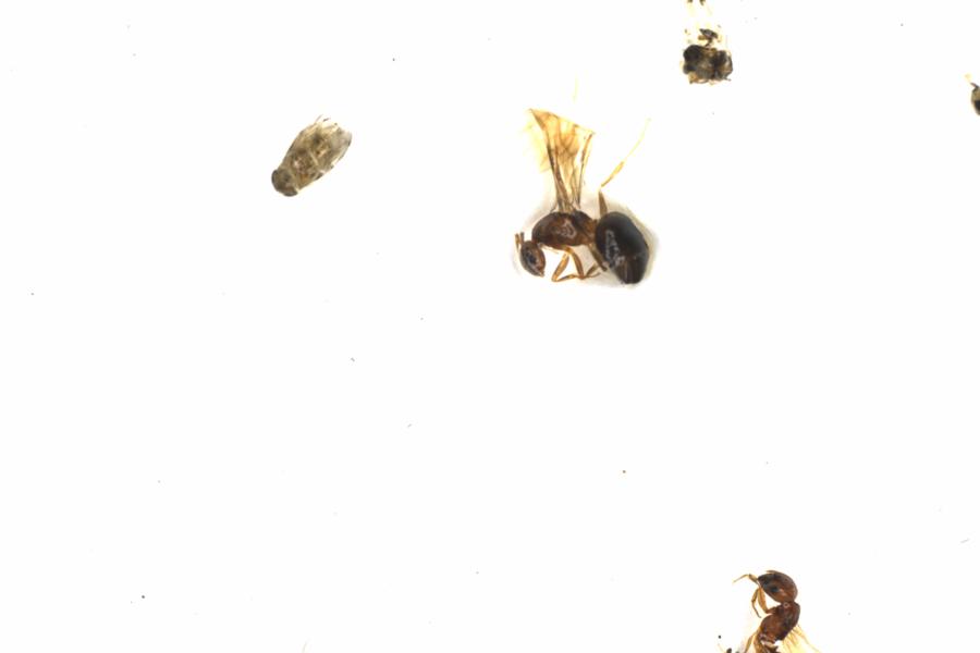 Fullscreen Image