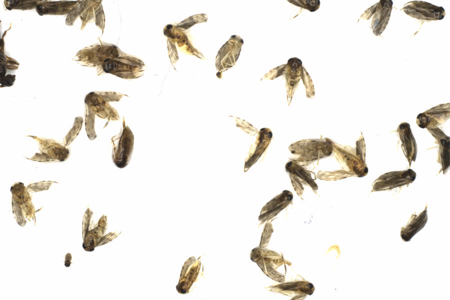 Fullscreen Image