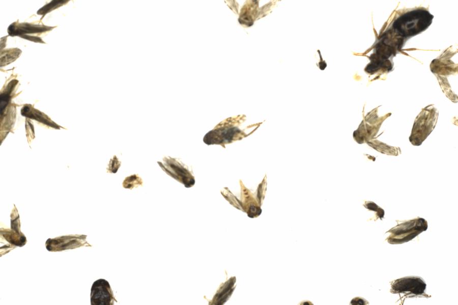 Fullscreen Image